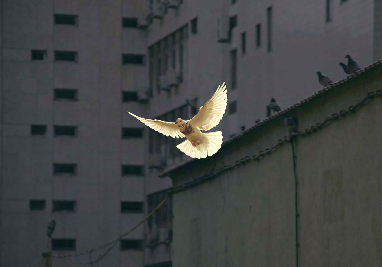 White pigeon flying near urban buildings.